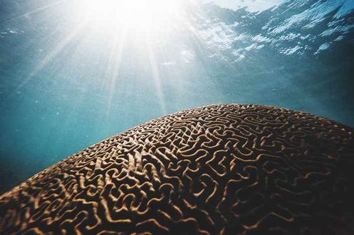 Fitoterapia della Neuro degenerazione