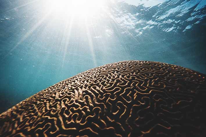 Fitoterapia della Neuro degenerazione